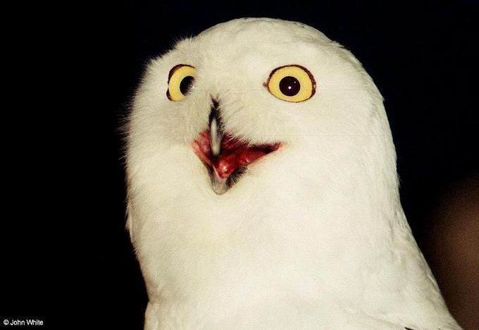 Snowy_Owl_Nyctea_scandiaca_006-by_John_White-m